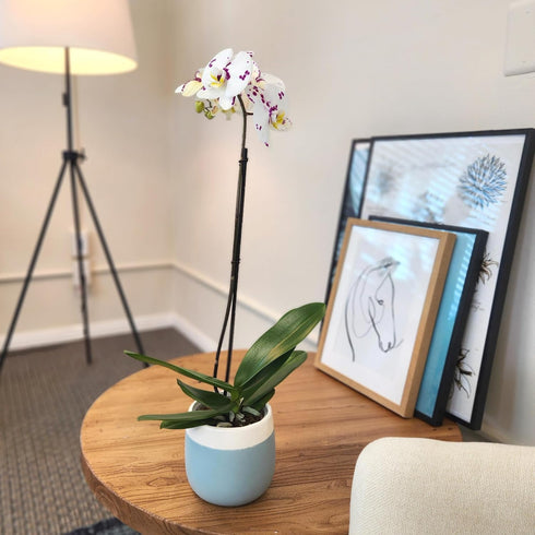 5" 22"+ Large Novelty Live Orchids Blooming in Blue & White Orchid Pot, Pet Friendly Live Plant Gifts for Plant Lovers