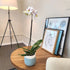 5" 22"+ Large Novelty Live Orchids Blooming in Blue & White Orchid Pot, Pet Friendly Live Plant Gifts for Plant Lovers