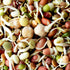 1 lb Todd's Non-GMO Protein Bean Sprouting Seed Mix