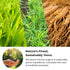 100% 28 Pack 1 Olinda Turmeric Herbal Tea Ginger Ginseng Tea Tea Bags Caffeine Free Tea Bags Pure Herbs Brew Hot Tea