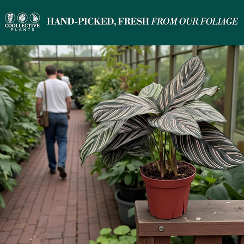 4" Calathea Ornata Live Plant in Pot Prayer Plant Indoor Houseplant, Pet Friendly, Easy Care, Low Maintenance Tropical