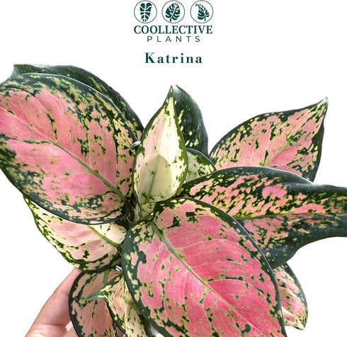 4" CoollectivePlants Aglaonema Katrina | Live Indoor Chinese Evergreen Plant in Pot, Easy Care, Low Maintenance, Green