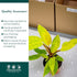 4 CoollectivePlants Philodendron Painted Lady Live Indoor Plant in Grower Pot, Easy Care Tropical Houseplant, Low