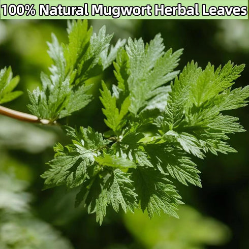 Zungtin 4 Mugwort herb Pure Leaves Fine Picked Bulk Stems Stalks Free, Natural Artemisia vulgaris Chemical Free - ounce