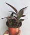 The Garden Path Purple Heart Plant - Setcreasea - Indoors or Out - Easy -
