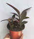 The Garden Path Purple Heart Plant - Setcreasea - Indoors or Out - Easy -