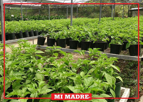 100 5 (Pack 3) Mi Madre Passion Fruit Hot Sauce, Handcrafted in Puerto Rico, Percent Natural, Ounce