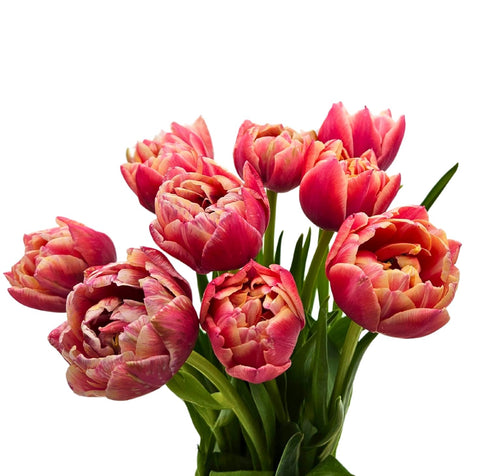 10 KaBloom - Fresh Peony Pink Tulips with vase - Fresh Flowers for Birthday, Valentine's & Mother's Day