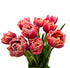10 KaBloom - Fresh Peony Pink Tulips with vase - Fresh Flowers for Birthday, Valentine's & Mother's Day
