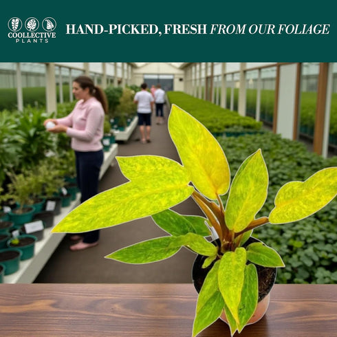 4 CoollectivePlants Philodendron Painted Lady Live Indoor Plant in Grower Pot, Easy Care Tropical Houseplant, Low