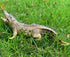 Gemini&Genius Crocodile Safari Animal Action Figure Toy with Moveable Jaw for Kids