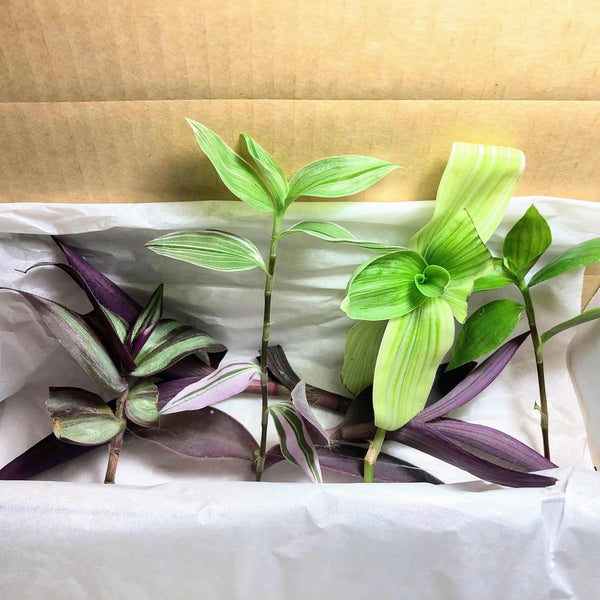 Blissful 5 Assorted Cuttings Wandering Jews Tradescantia Spiderwort Inchplant Purple Heart Zebrina
