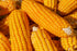 RawJoy Organic Fresh Corn Cobs by Farms (3 Pound)