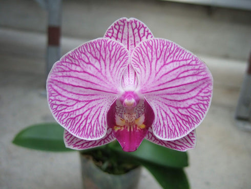 Athena's Garden 5" Pink Phalaenopsis Orchids in Black Container - One Size