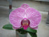Athena's Garden 5" Pink Phalaenopsis Orchids in Black Container - One Size