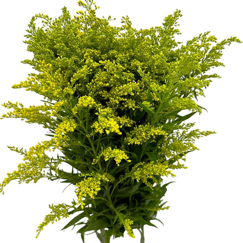 20 Vibrant Solidago Carzan Glory Bouquets for Home Decor & Special Occasions