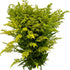 20 Vibrant Solidago Carzan Glory Bouquets for Home Decor & Special Occasions