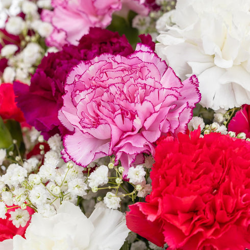 (26 Benchmark Bouquets Carnation Flower Mix Mothers Day Flowers for Delivery Fresh Cut Floral Arrangement Pink White