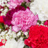 (26 Benchmark Bouquets Carnation Flower Mix Mothers Day Flowers for Delivery Fresh Cut Floral Arrangement Pink White
