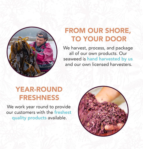 VITAMINSEA Bladderwrack Dried Seaweed | Wild North Atlantic Seaweed for Snacking, Seasoning, Soups, Salads