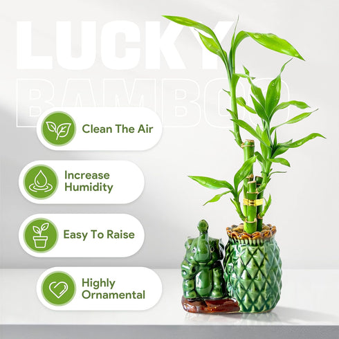 3-Stalk (26 18) Set Lucky Bamboo + Live Indoor Plant Elephant & Pineapple Ceramic Pot with Pebble Bag