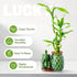3-Stalk (26 18) Set Lucky Bamboo + Live Indoor Plant Elephant & Pineapple Ceramic Pot with Pebble Bag