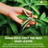 16oz FreshDrinkUS, Sage Leaf Powder Premium Culinary Herb, Pure Ground Sage Leaves for Cooking, Baking & Herbal