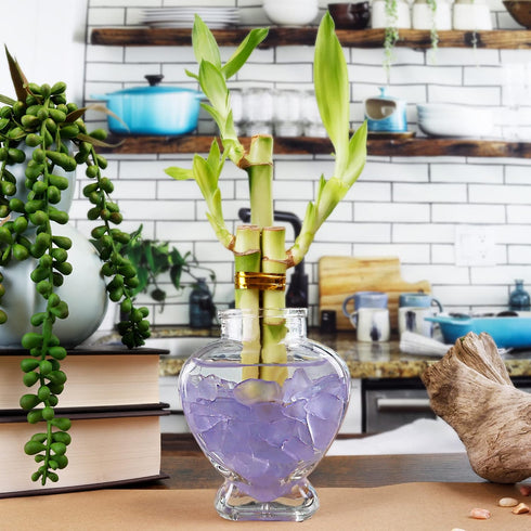 Set 3 6 Inch of Three Stalk Lucky Bamboo Arrangements - Lucky Bamboo Indoor House Plants for Home and Office Decor - NW