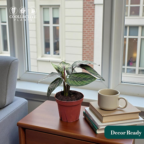 4" Calathea Beauty Star Live Plant in Pot Prayer Plant Indoor Houseplant, Pet Friendly, Easy Care, Low Maintenance