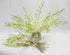 10 Bunch of Fresh Dendrobium White Cut Orchids from Nursery, Bunch of Stems (Fresh Cut)