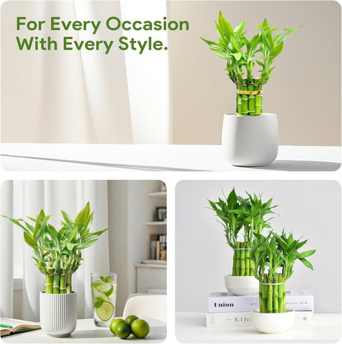 (10 8 Inch) Lucky Bamboo Plants Live Indoor Stalks, - Fresh House Plants for Office Desk, Home Decor, for Positive