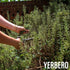 1 Lb (16oz 453g) Yerbero Gourmet - Exquisite Whole Rosemary Leaves for Herbal Tea - / | Premium Rosmarinus Officinalis