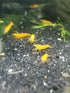 Generic Orange Sakura Shrimp
