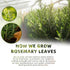 100% (30 luoptea Rosemary &lemon Tea Bags| Natural,Caffeine-Freewith Sun-Dried Lemon Peel &RosemaryLeaves,No-GMO
