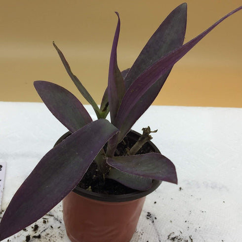 The Garden Path Setcreasea 4" Purple Heart Plant - - Indoors or Out - Easy - Pot