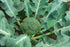 4 100% Food to Live Organic Broccoli Powder, Pounds Non-GMO, Raw, Kosher, Pure, Ground from Whole Vegetables, Vegan