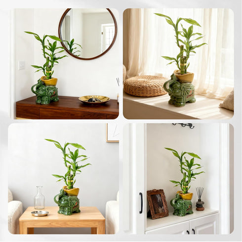 3-Stalk Set 6'' 6'' 8'' Lucky Bamboo with Pebbles in Elephant Gold Ingot Pot Live Plant for Wealth and Prosperity