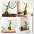 3-Stalk Set 6'' 6'' 8'' Lucky Bamboo with Pebbles in Elephant Gold Ingot Pot Live Plant for Wealth and Prosperity