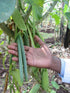 Vanilla Products USA 25 Extract Grade B Vanilla Beans – 4~5 inches (12~14 cm)
