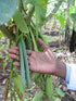 Vanilla Products USA 50 5~6" Tahitian Extract Grade B Natural Vanilla Beans by