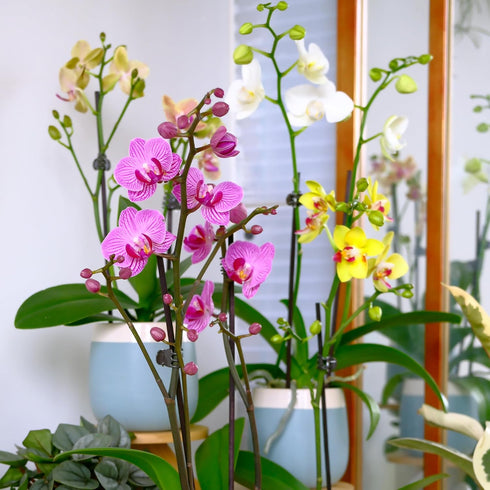 3.5" 16" Premium Purple Live Orchid Plant Blooming in Blue & White Orchid Pot, Live Plants, Houseplant Gifts, Approx.