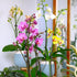 3.5" 16" Premium Purple Live Orchid Plant Blooming in Blue & White Orchid Pot, Live Plants, Houseplant Gifts, Approx.