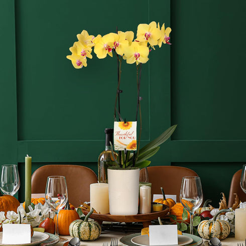 5" Green Circle Growers Yellow Orchid in Rockefeller Beige Planter, Live Plant Thankful for You