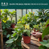 4" CoollectivePlants Philodendron Mican Live Plant in Growers Pot Easy Care Indoor Houseplant, Low Light Friendly