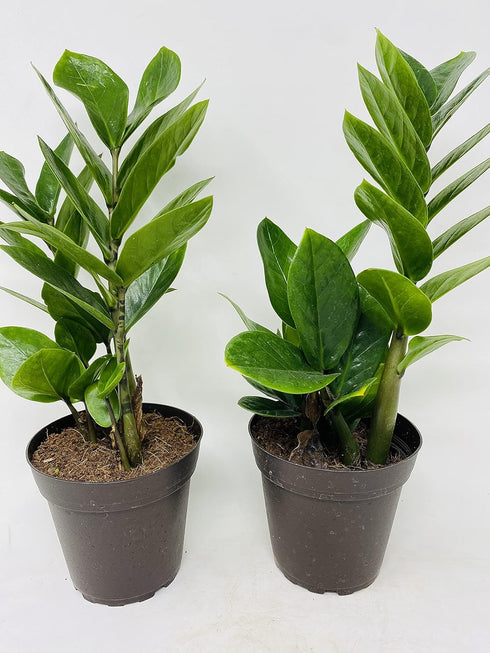 Jm Bamboo Two Zz Plant - Zamioculcas Zamiifolia - 4'' Pot Only From