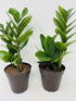 Jm Bamboo Two Zz Plant - Zamioculcas Zamiifolia - 4'' Pot Only From