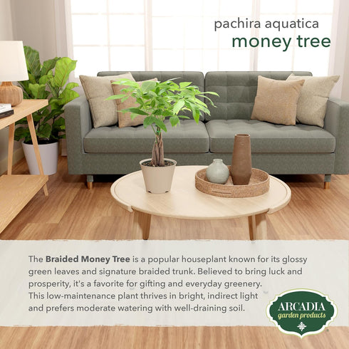 Arcadia Garden Products LV64 6-inch, Live Braided Money Tree Pachira Aquatica Indoor Houseplant in Arcadia Garden