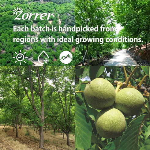 (10 OZ/Pack 1) Zorrer Premium Peeled Walnuts Halves, Skinless Raw Walnuts Texture, Sweet, Crisp, No Salt Added, Healthy