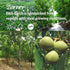 (10 OZ/Pack 1) Zorrer Premium Peeled Walnuts Halves, Skinless Raw Walnuts Texture, Sweet, Crisp, No Salt Added, Healthy