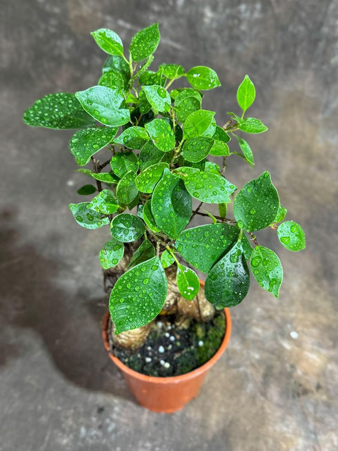 Generic 4" PLANTVERS Bonsai Ginseng in Grow Pot Ficus Macrocarpa Bonsaificus Live Indoor Bonsai Tree Easy Care